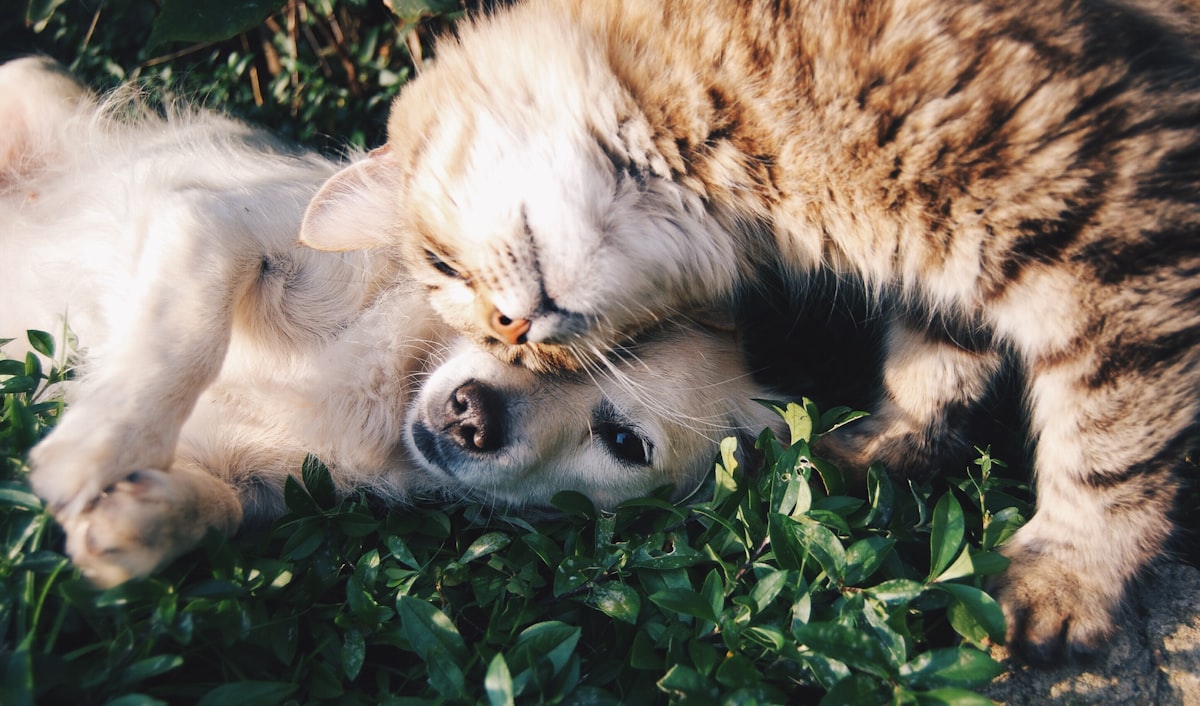 Adopting a Pet: What to Know Before You Bring One Home
