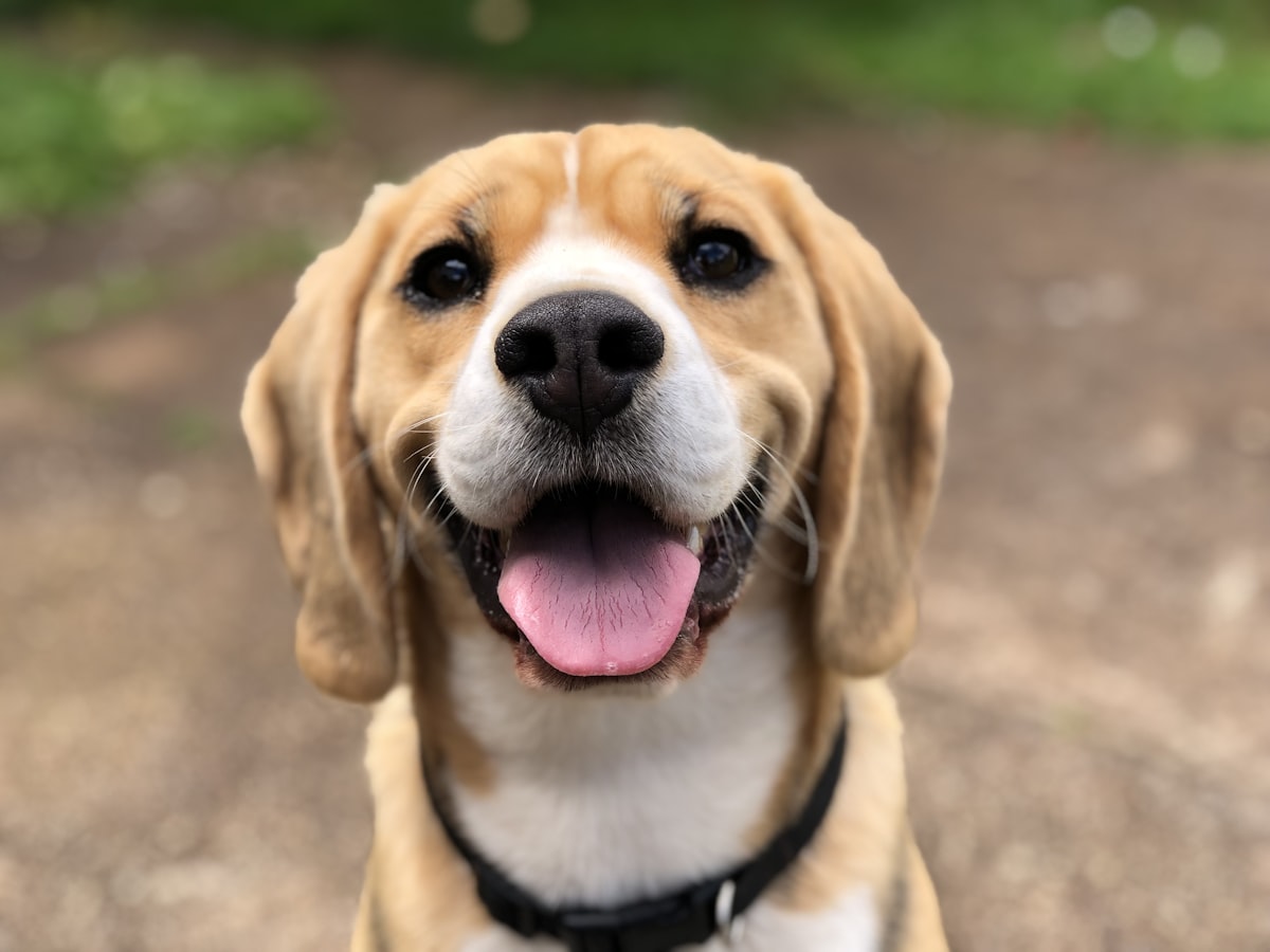 Choosing the Right Dog Breed for Your Lifestyle